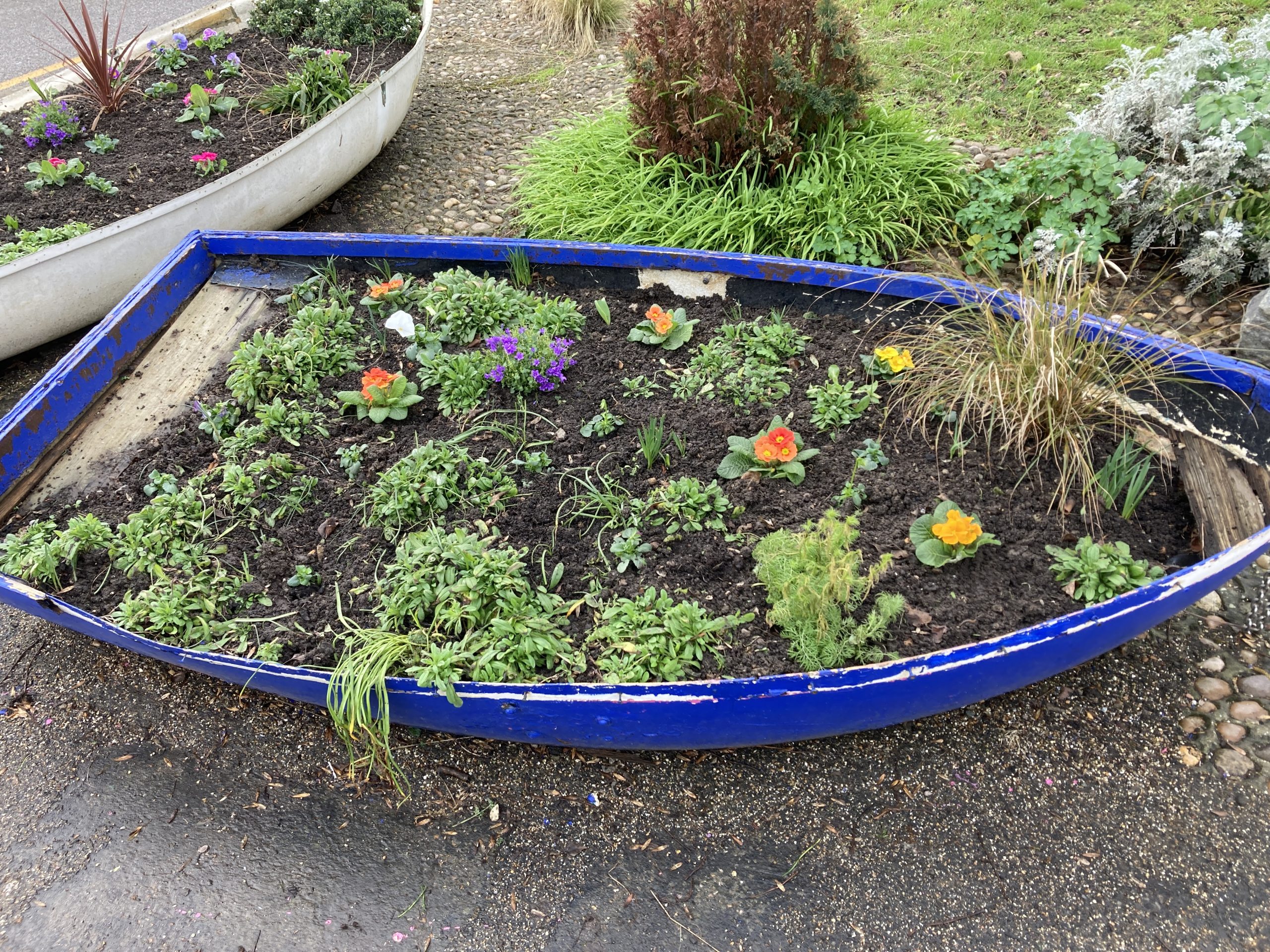 A small rowing boat that has been transformed into a flower bed, with freshly planted flowers in bloom
