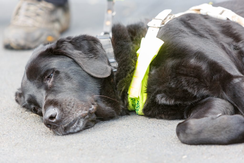 A sleepy looking guide dog lying on a station platform