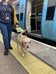A guide dog leads a person from a train along a station platform