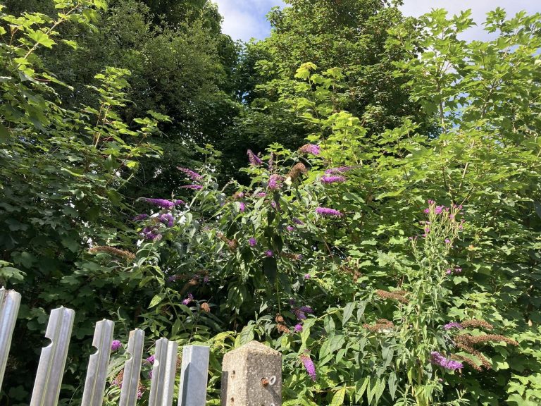 An overgrown area of trees and shrubs