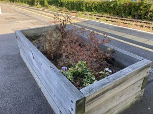 A wooden planter on a station platform. There is a healthy looking green shrub in one corner. The other plants look poorly, with brown drooping leaves.