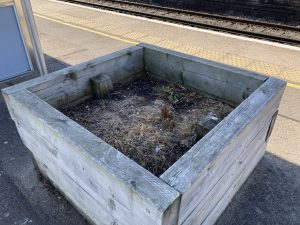 A wooden planter on a station platform. The planter is bare, the surface covered with dead grass.