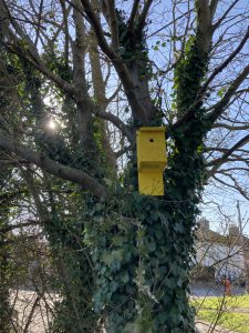A bright yellow bird box in a tree
