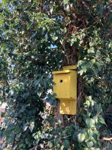 A bright yellow bird box in a tree