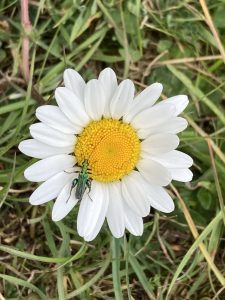 A flower beetle, settled on a large daisy