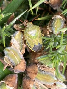 A gorse shield bug nestled in a gorse bush