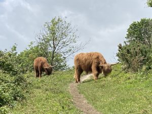 Two highland Cows graze on the grassy verges beside a well trodden dirt path.