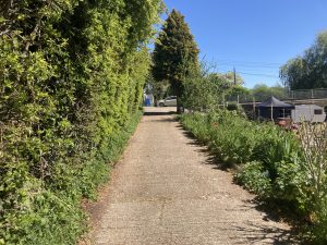A path with a smooth sealed surface bounded on one side by tall green vegetation, the other has lighter growth and glimpses of the adjacent river