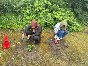 Two people planting flowers in a grassed verge