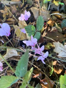 Small pale pink flowers protruding among brown and green leaves on the woodland floor.
