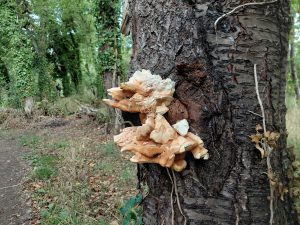 A pale orange bracket fungus grows from the trunk of a tree