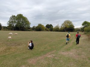 James and Mike walk along a grass lined trail through a field of sheep. The field is lined with trees and hedgerows. Roxy has stopped to take a photograph.
