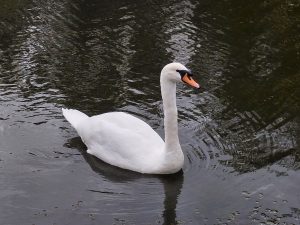 A swan swimming on the river, close up.